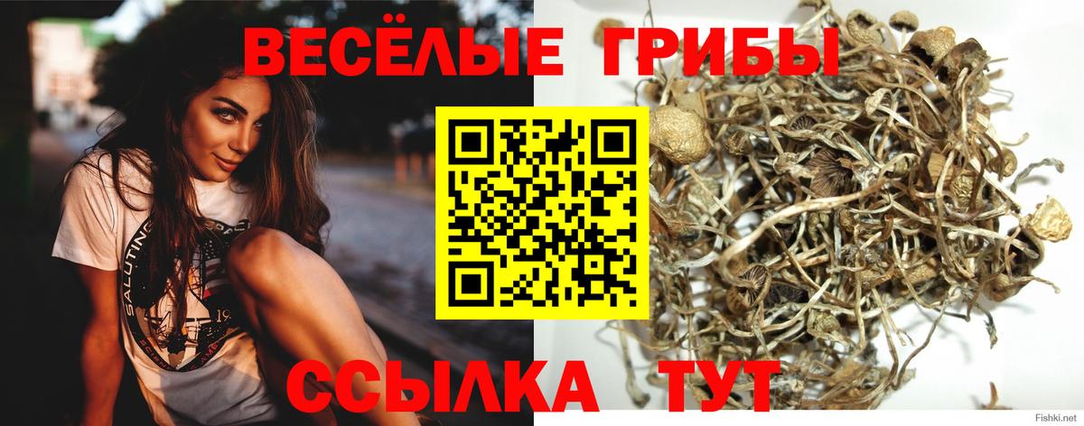 Псилоцибиновые грибы мицелий  Вход с VPN  Улан-Удэ  Псилоцибиновые грибы Psilocybine cubensis 